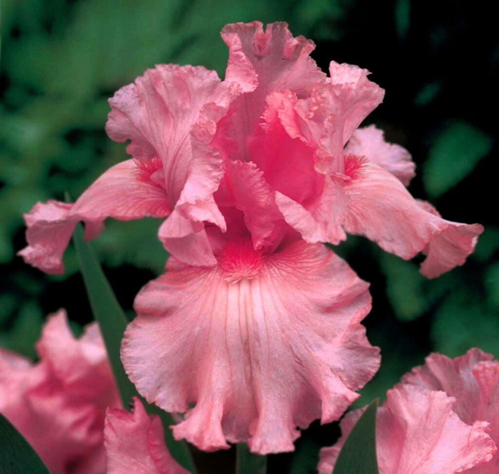 Vibrant Pink Iris Flower Close-Up: Elegant Wallpaper Background