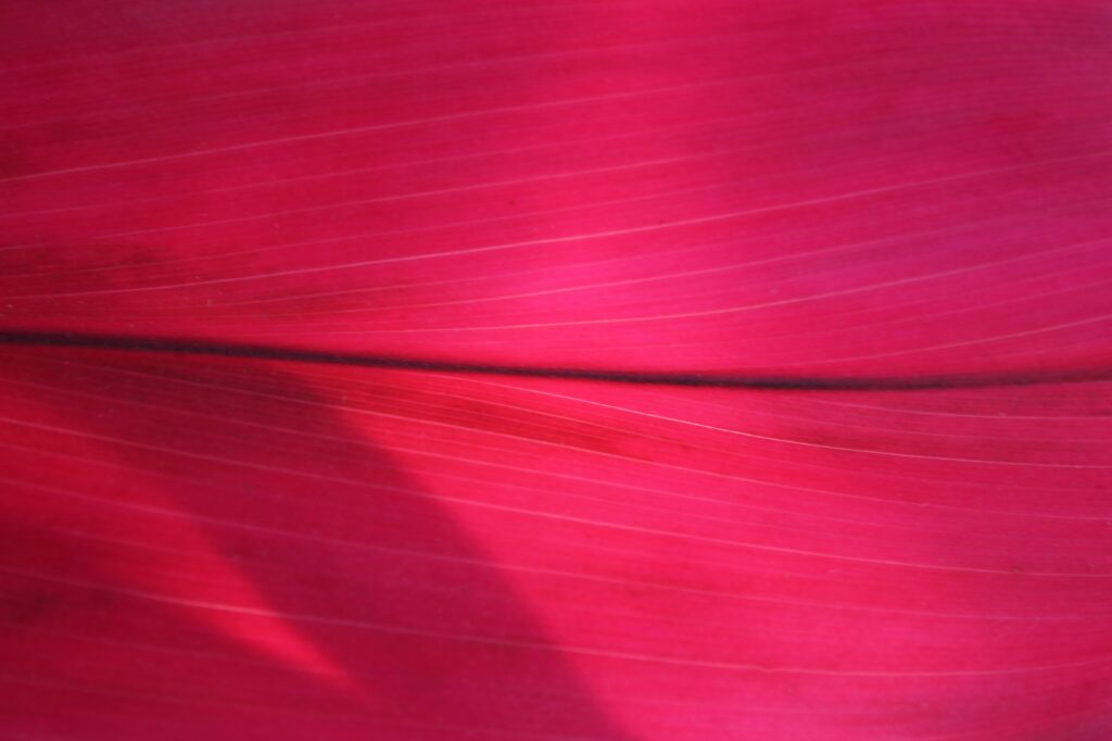 Intricate Pink Leaf Macro: Vibrant Wallpaper Background
