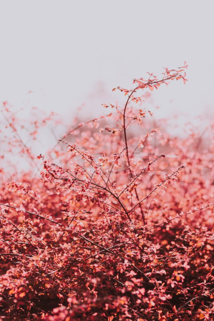 Delicate branches with vibrant pink leaves under bright spring sky soft focus wallpaper background