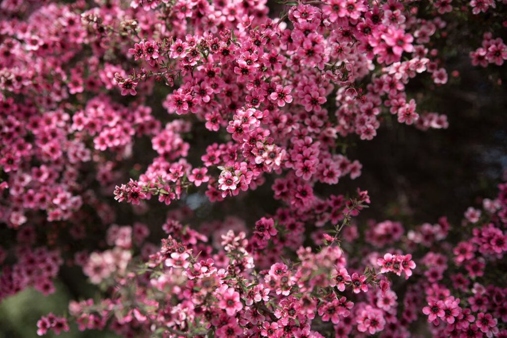 Vibrant Pink Leptospermum Flowers Wallpaper - Lush Spring Garden Background