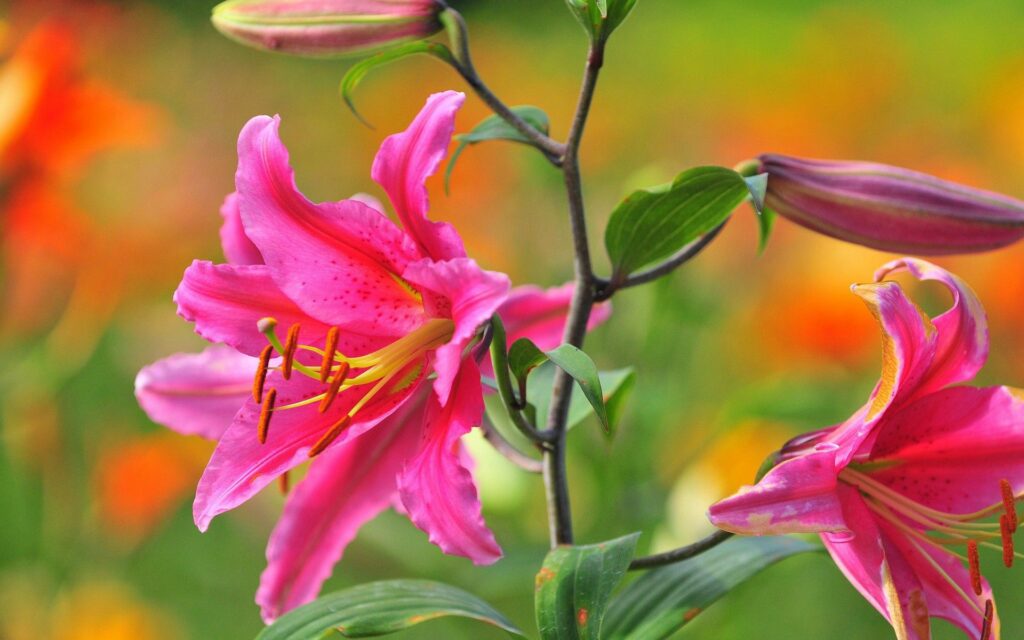 Vibrant Pink Lily Flowers Wallpaper with Soft Greenery Background
