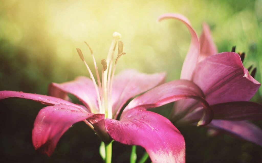Vibrant Pink Lily Wallpaper: Delicate Petals & Lush Green Background