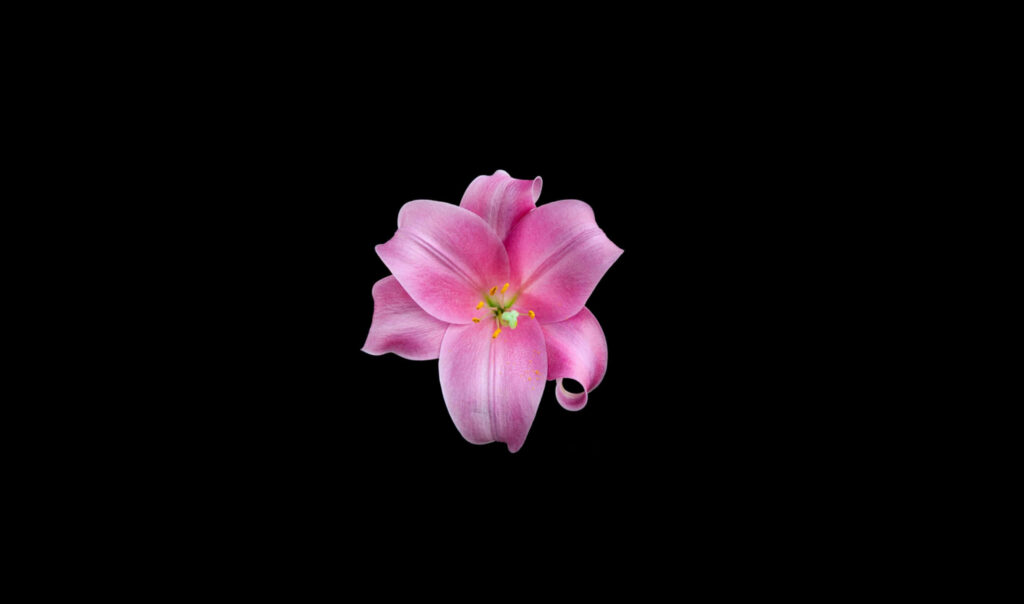 Vibrant Pink Lily on Deep Black AMOLED Background - Elegant Wallpaper