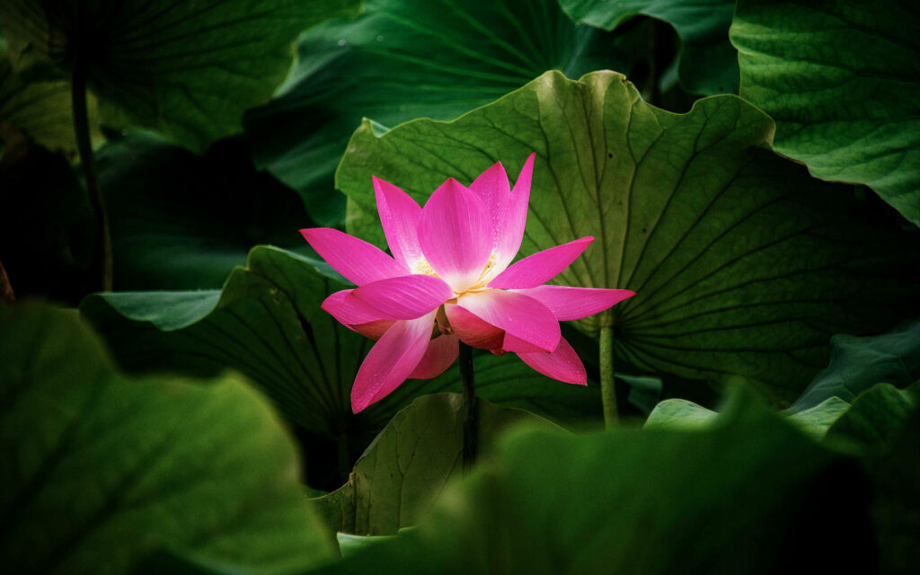 Vibrant Pink Lotus Blossom Amidst Lush Green Leaves - Serene Scene Wallpaper