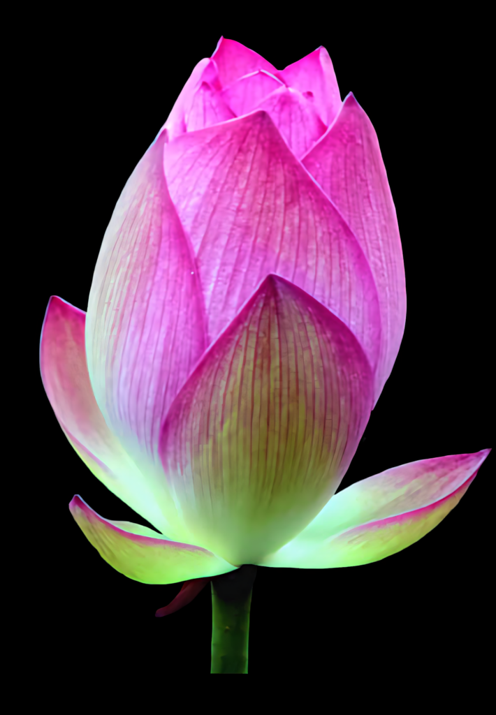 Vibrant Pink Lotus Bud Wallpaper on Black Background – Stunning Contrast