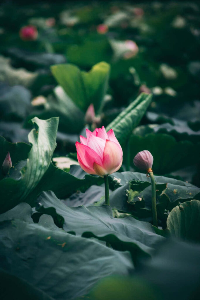 Vibrant Pink Lotus Flower Against Lush Green Leaves - Serene Background Wallpaper