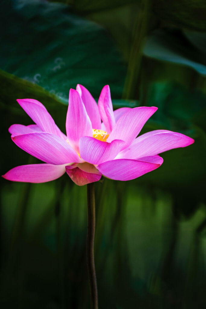 Serene Pink Lotus Flower Against Lush Green Leaves in Gentle Light Wallpaper