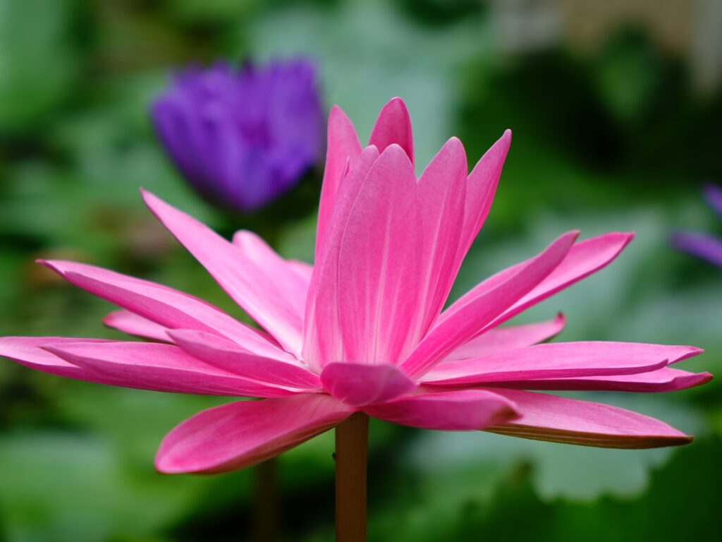 Vibrant Pink Lotus Flower in Full Bloom Against Lush Green Background Wallpaper