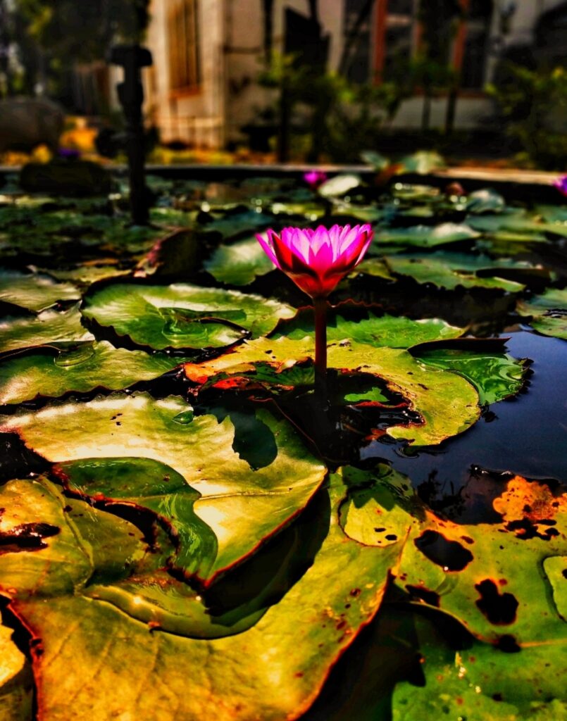 Vibrant Pink Lotus Flower Wallpaper: Serene Pond Elegance