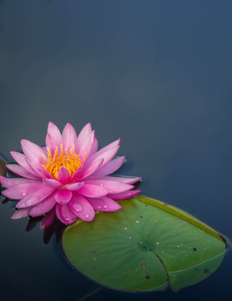 Tranquil Pink Lotus Flower Wallpaper on Dark Water Surface