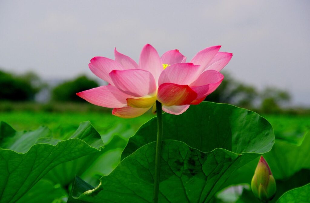Vibrant Pink Lotus Flower Wallpaper - Serene Nature Background
