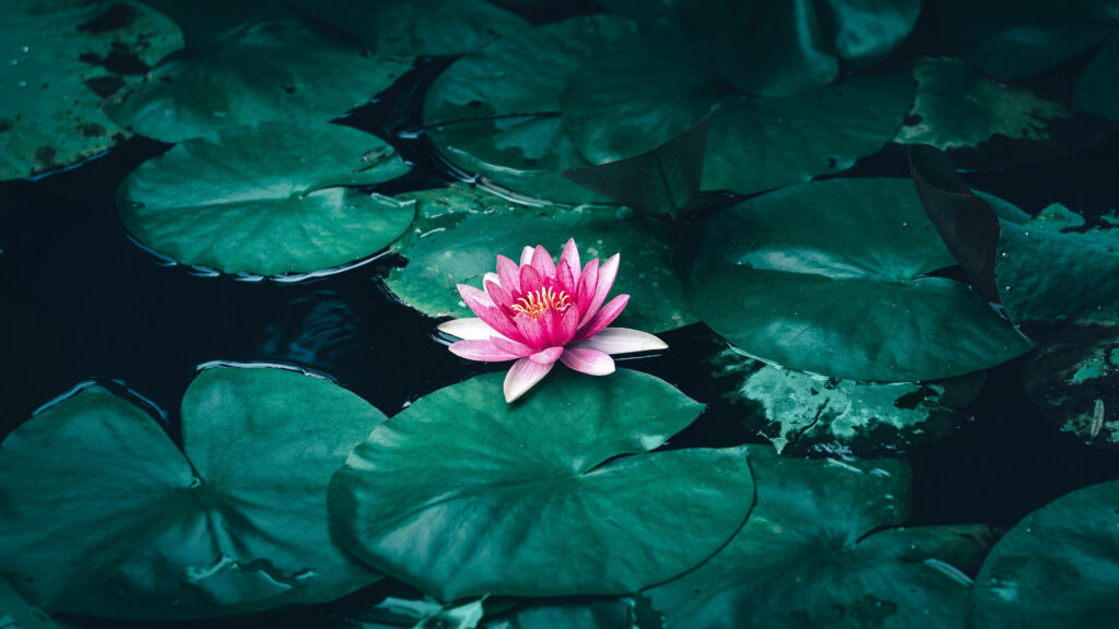 Vibrant Pink Lotus Flower in Calm Pond - Serene Wallpaper Background