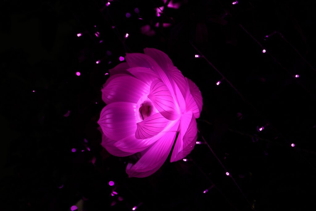 Vibrant Pink Lotus Flower Abstract Wallpaper on Dark Background
