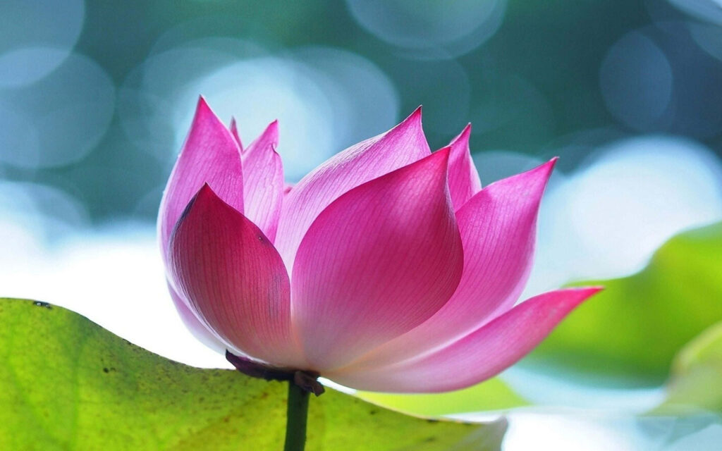 Vibrant Pink Lotus Flower on Green Leaf - Serene Background Wallpaper