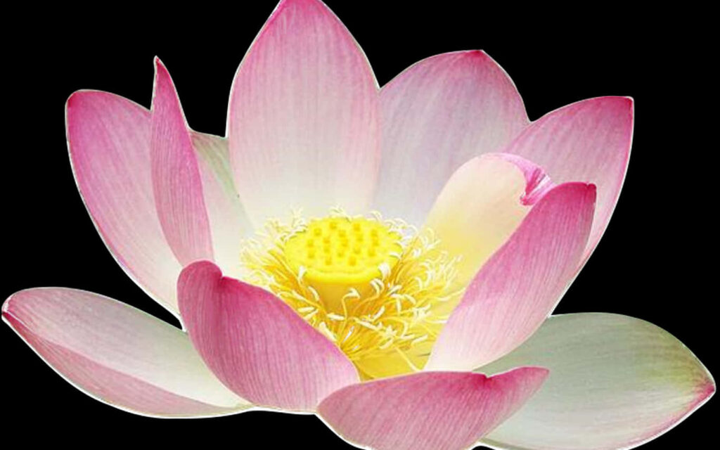 Vibrant Pink Lotus Flower Against Solid Black Background Wallpaper
