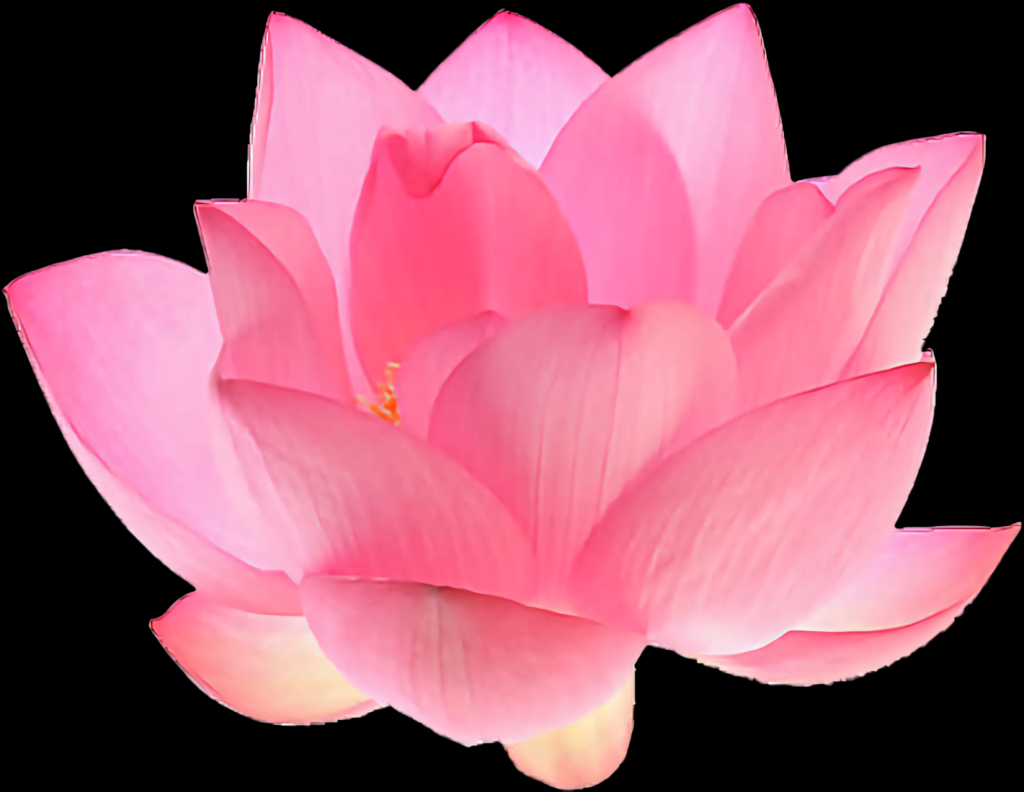 Vibrant Pink Lotus Flower Wallpaper on Transparent Background