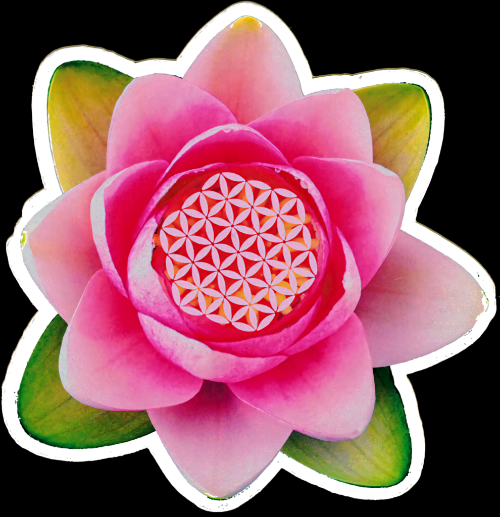 Vibrant Pink Lotus Flower Wallpaper with Lush Green Leaves