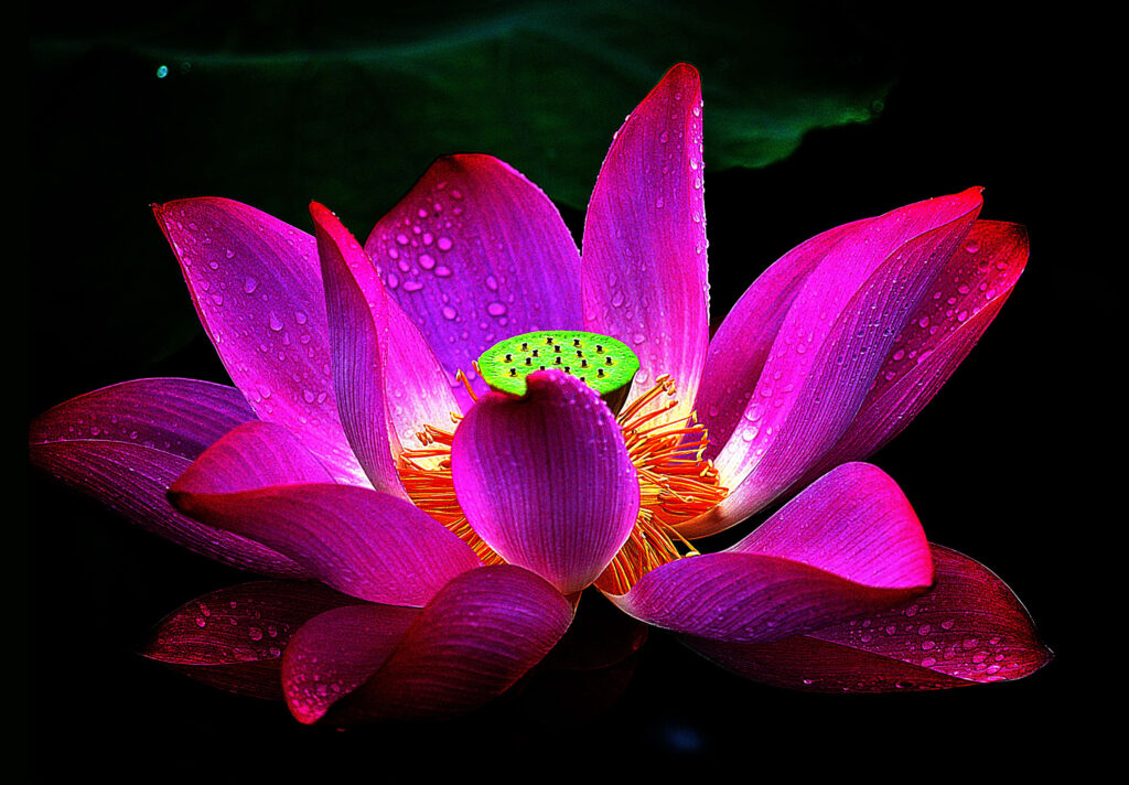 Radiant Pink Lotus Wallpaper with Water Droplets on Dark Background
