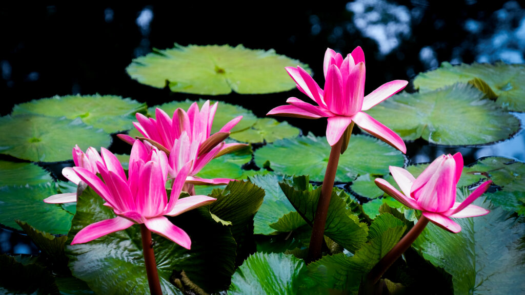Vibrant Pink Lotus Flowers Wallpaper in Tranquil Green Pond