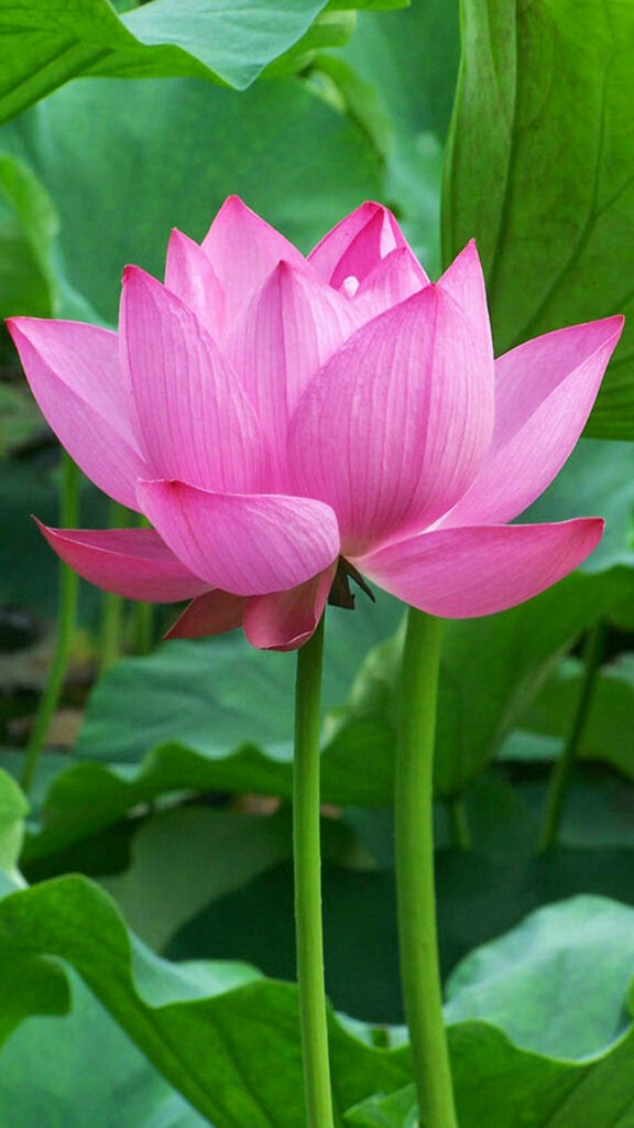 Vibrant Pink Lotus in Bloom: Serene Green Leaves Background Wallpaper