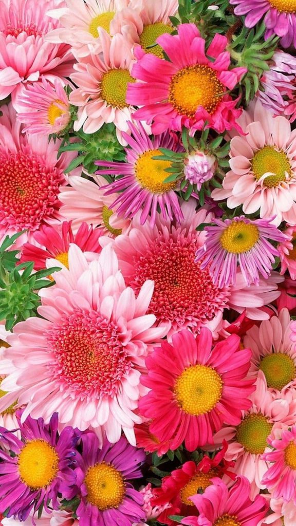 Close-up vibrant pink magenta purple asters with yellow centers high-resolution floral wallpaper background