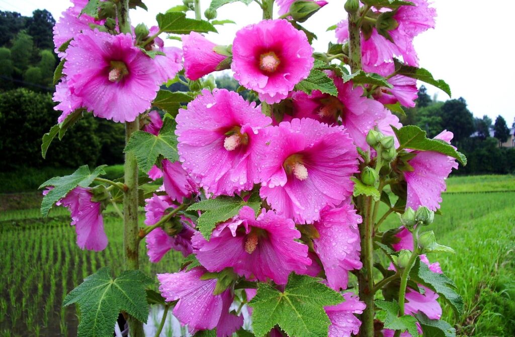 Vibrant Pink Mallow Flowers with Dewdrops on Green Nature Background Wallpaper