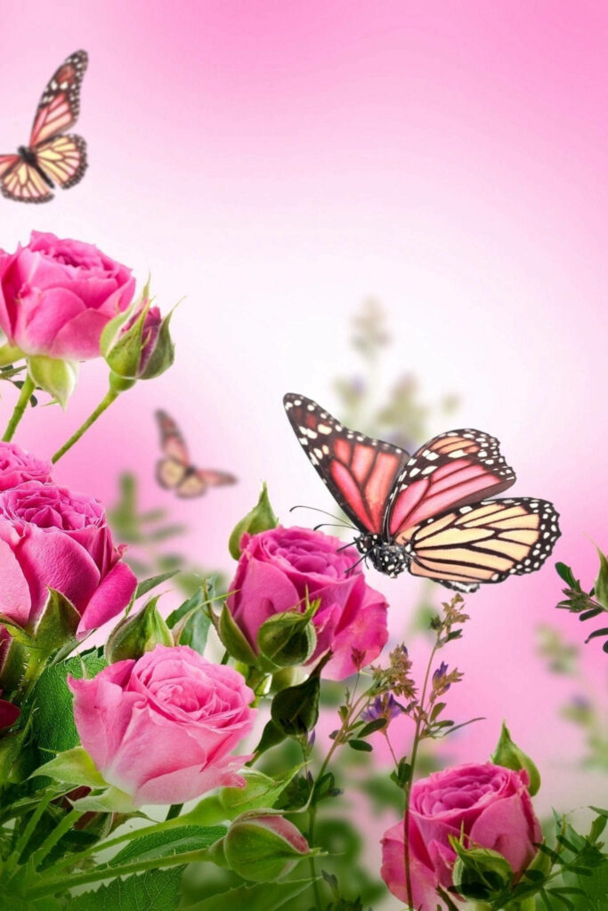 Vibrant Pink Monarch Butterflies & Roses Floral Wallpaper Background