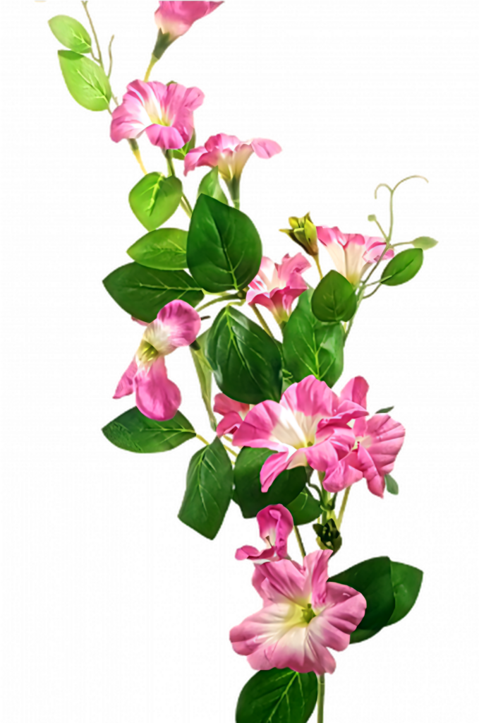 Vibrant Pink Morning Glory Wallpaper with Lush Green Leaves