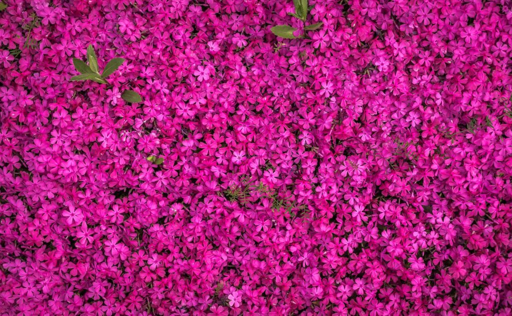 Vibrant pink moss phlox flower wallpaper with magenta blooms and green foliage spring background