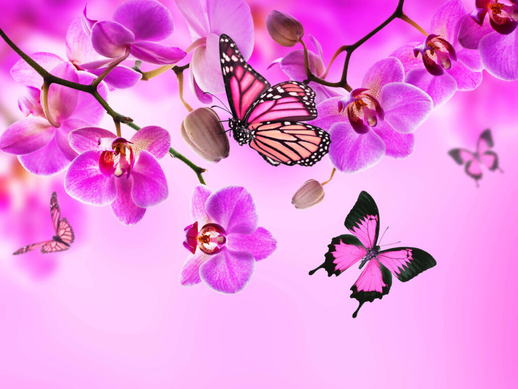 Vibrant Pink Orchids & Butterflies Wallpaper - Whimsical Background