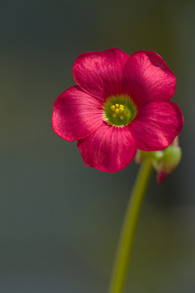 Close-Up of Vibrant Pink Oxalis Flower with Blurred Background Wallpaper