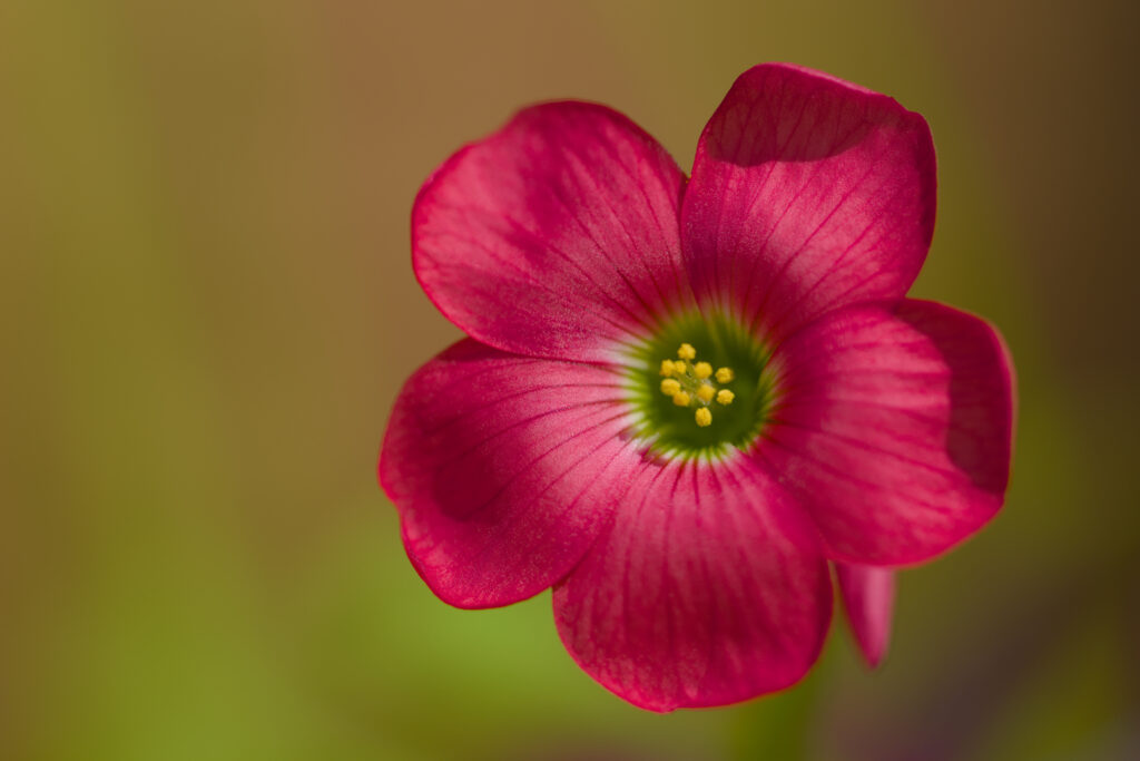 Vibrant Pink Oxalis Flower Wallpaper with Soft Blurred Background