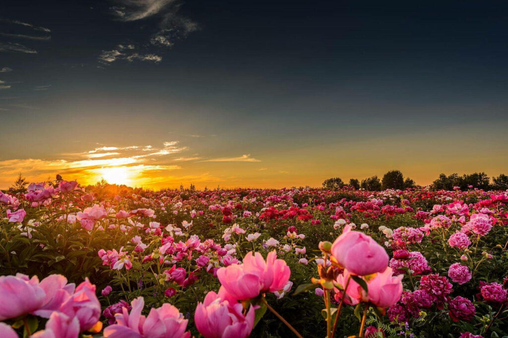 Serene Pink Peonies Under Dramatic Sunset Sky Wallpaper Background