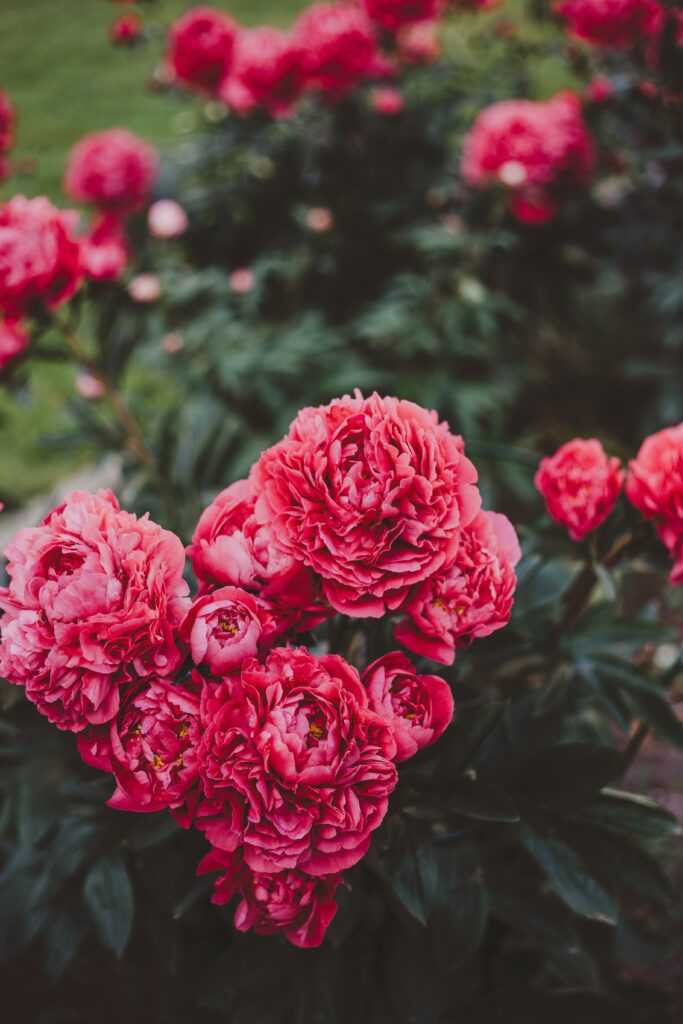 Vibrant Pink Peonies with Lush Green Foliage - High-Resolution Wallpaper