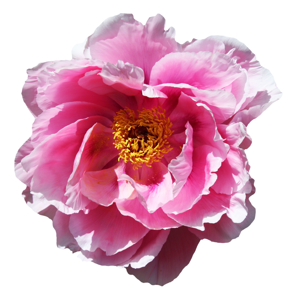 Vibrant Pink Peony Wallpaper with Intricate Petals | Floral Background