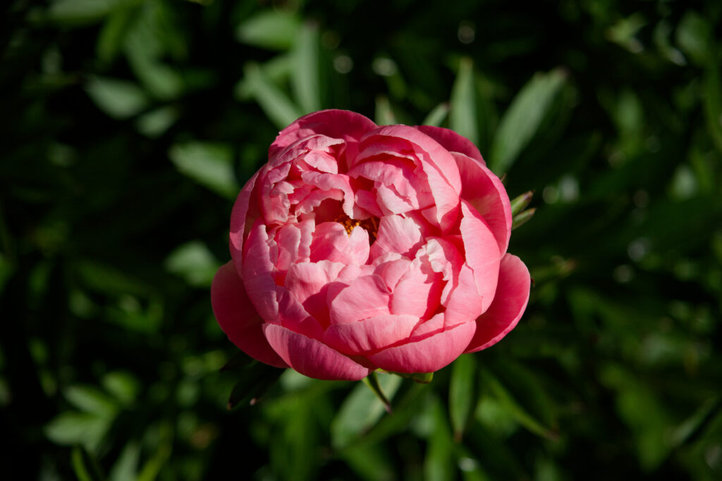 Vibrant Pink Peony in Bloom - Stunning Floral Wallpaper Background