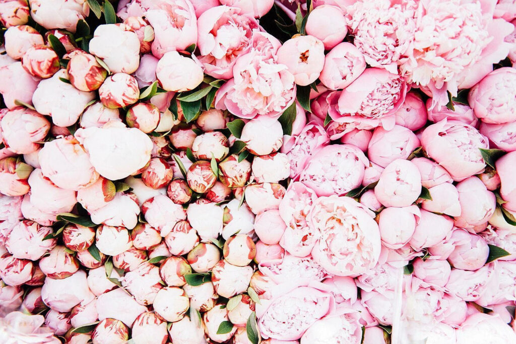 Vibrant Pink Peony Flowers Wallpaper - Lush Floral Background
