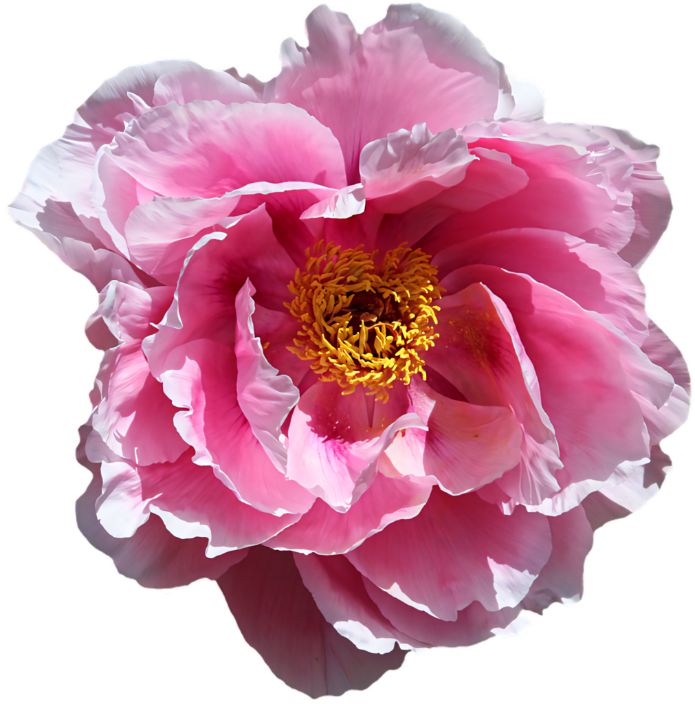 Vibrant Pink Peony Flower PNG Wallpaper - Delicate Layered Petals