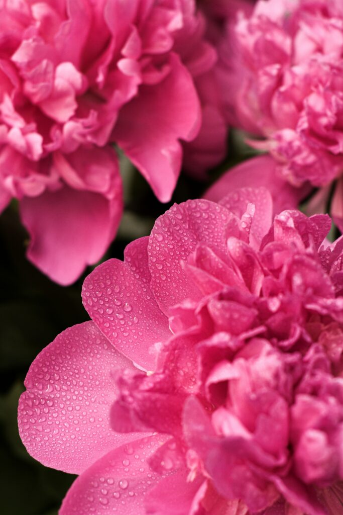 Vibrant Pink Peony Macro Wallpaper with Dewdrops Background