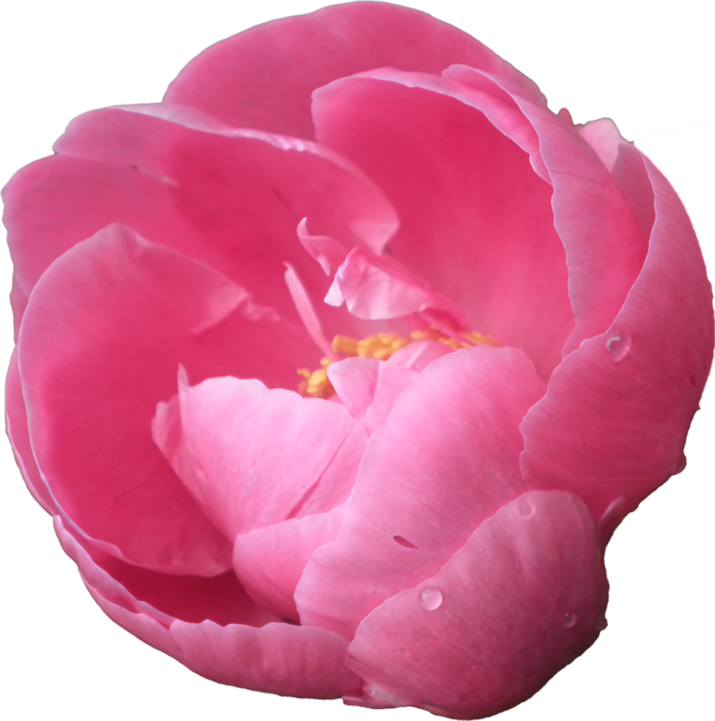 Vibrant Pink Peony Wallpaper with Transparent Background Elegance