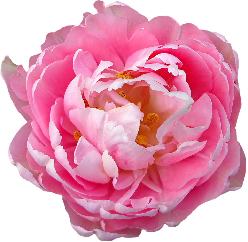 Vibrant Pink Peony Wallpaper - Delicate Floral Design on Transparent Background