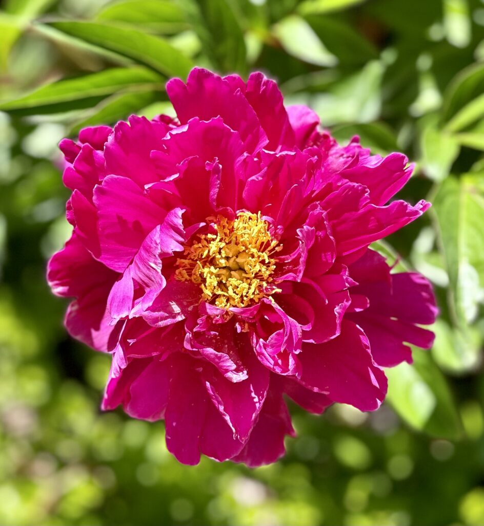 Vibrant Pink Peony Wallpaper with Lush Petals and Green Background