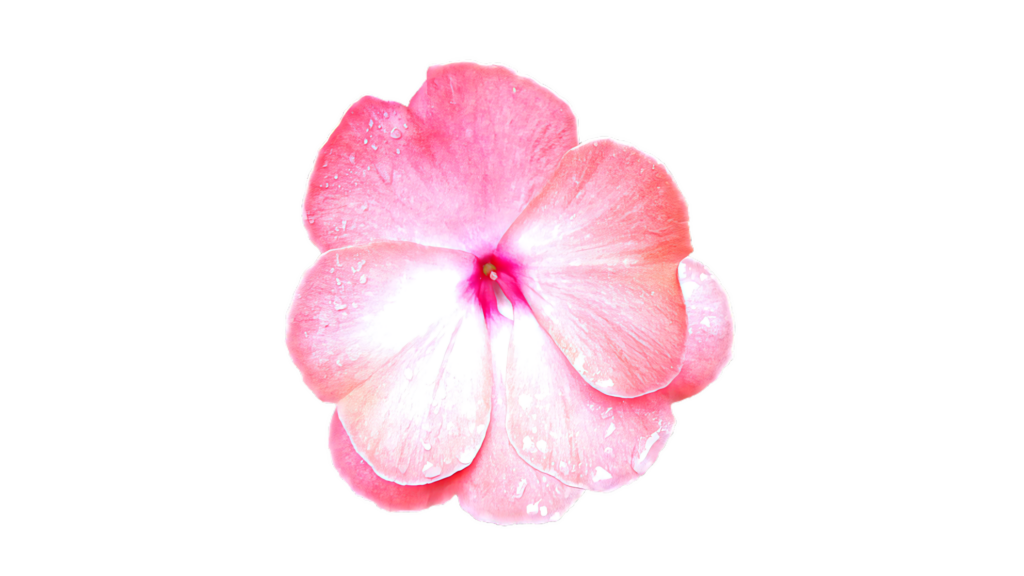 Vibrant Pink Periwinkle Flower Wallpaper with Dewdrops on Transparent Background