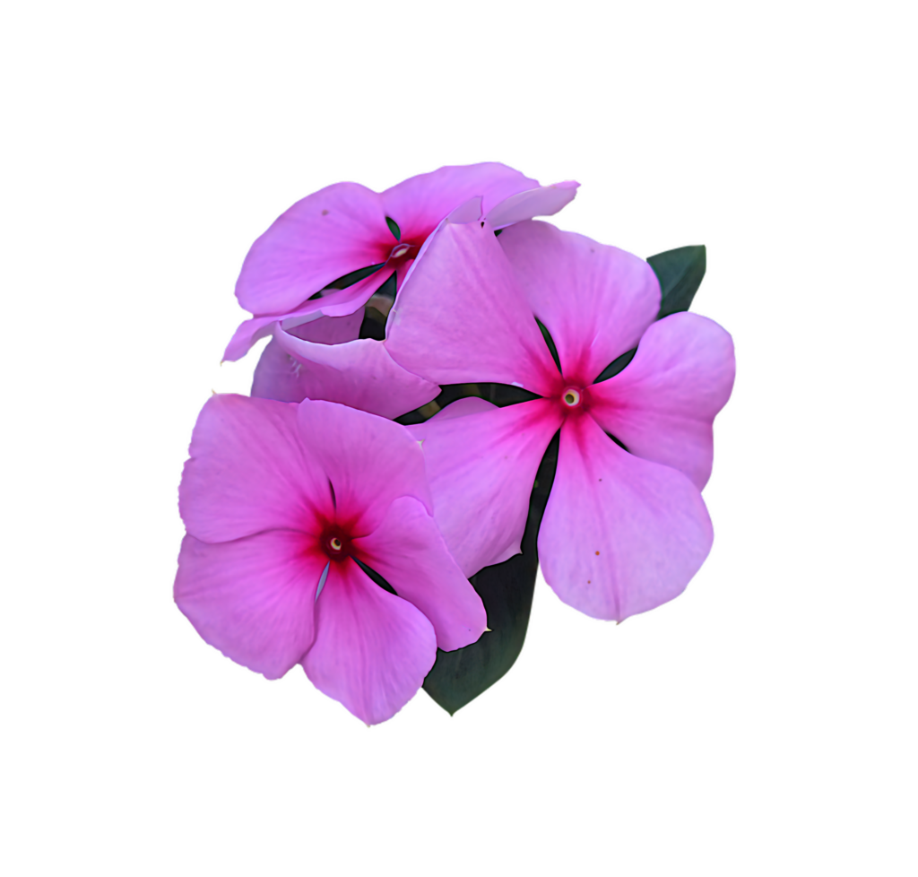 Vibrant Pink Periwinkle Flower Wallpaper for Design Projects