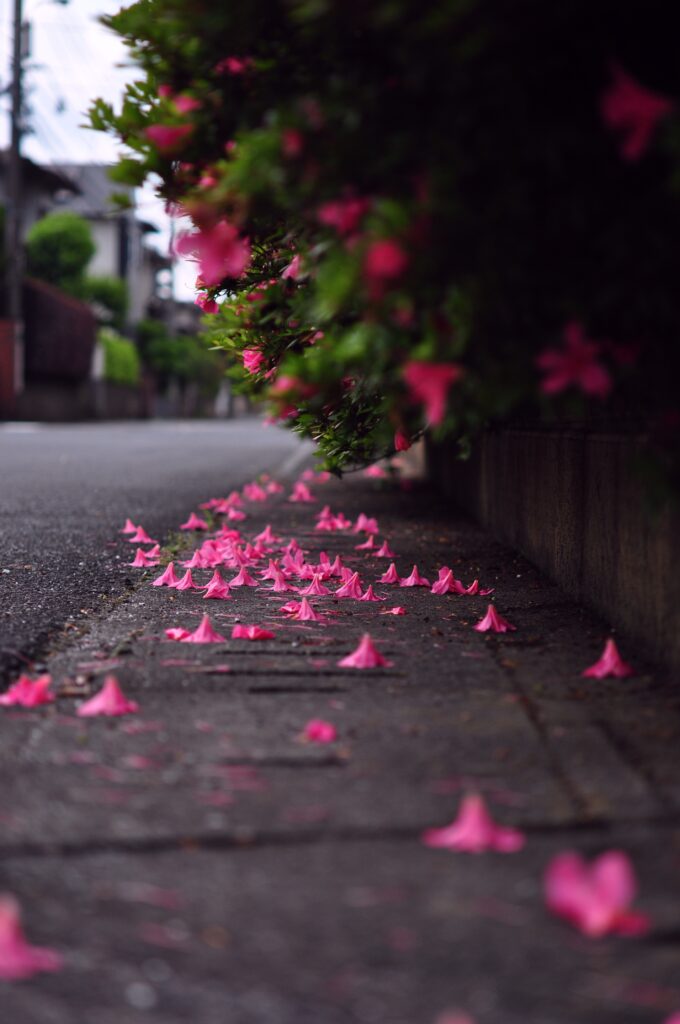 Vibrant Pink Petals on Asphalt: Macro Floral Urban Background Wallpaper