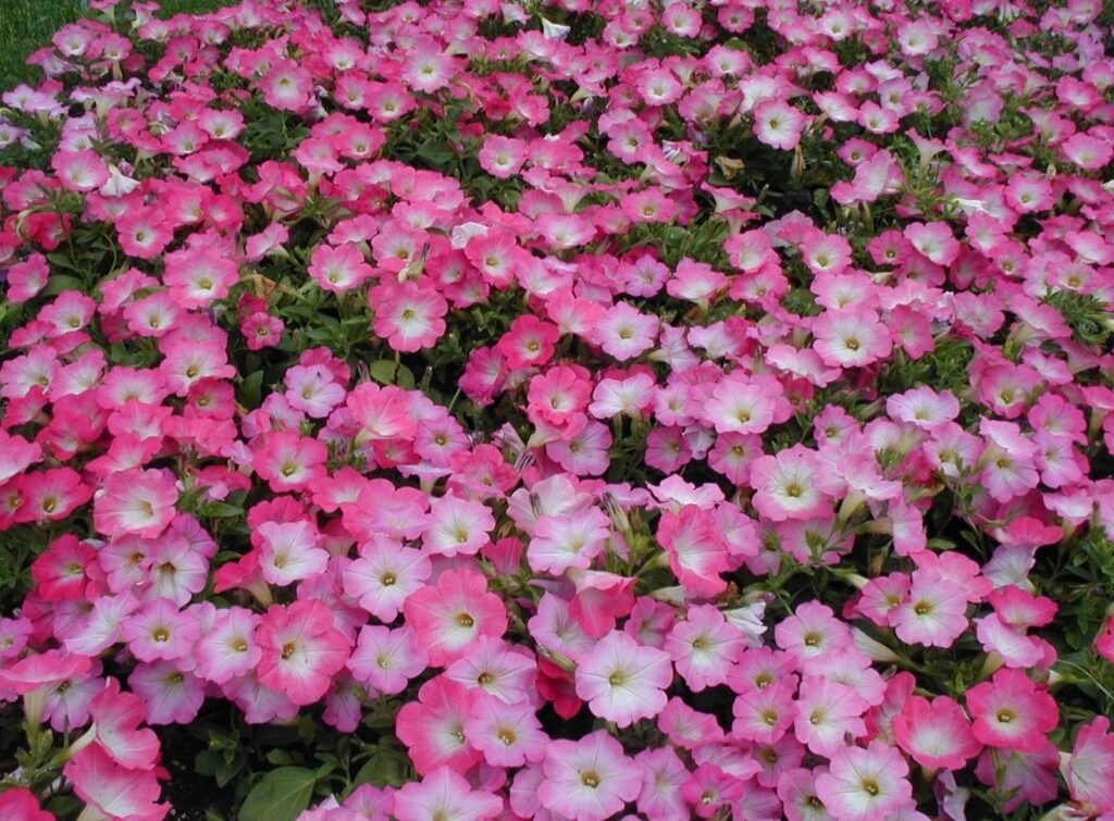 Vibrant Pink Petunia Wallpaper: Lush Flowerbed Background
