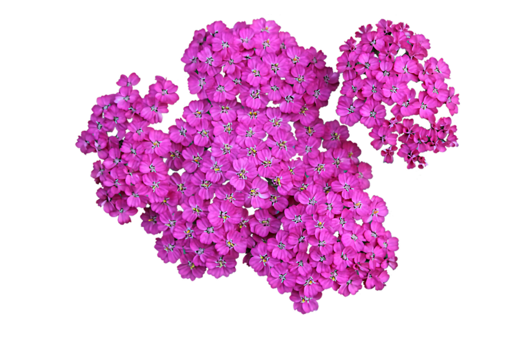 Vibrant Pink Phlox Flowers on Transparent Background - Cheerful Decor Wallpaper