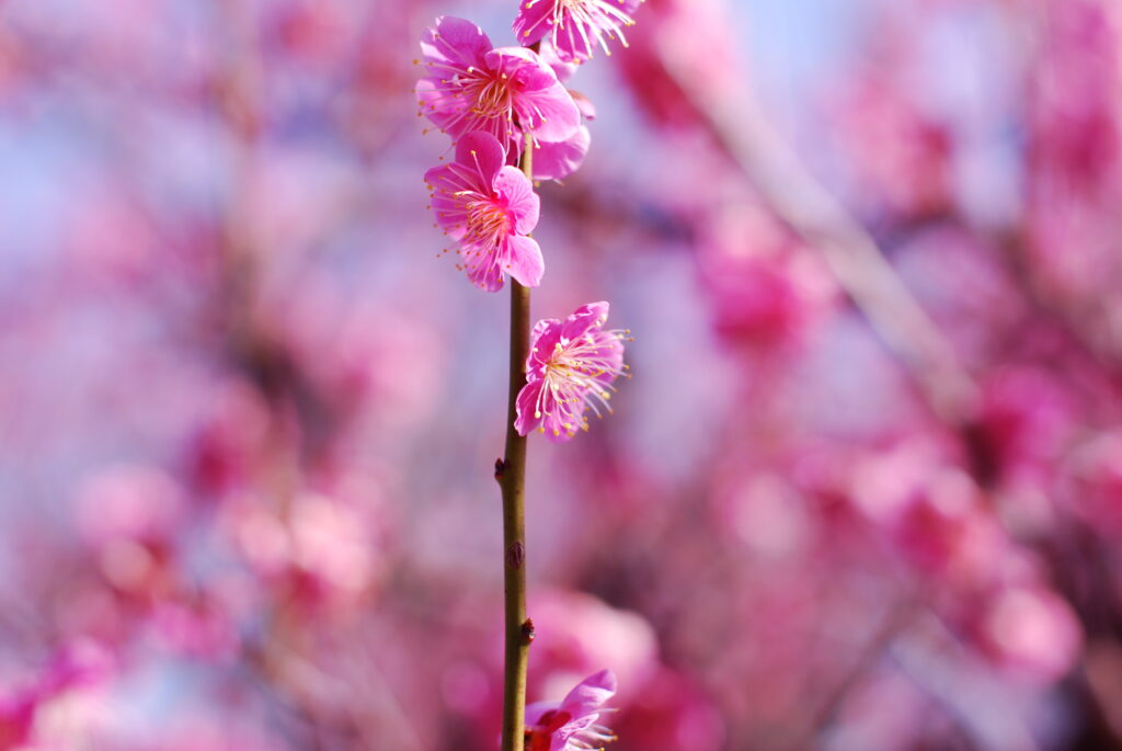 Vibrant Pink Plum Flowers Wallpaper: Serene Spring Beauty