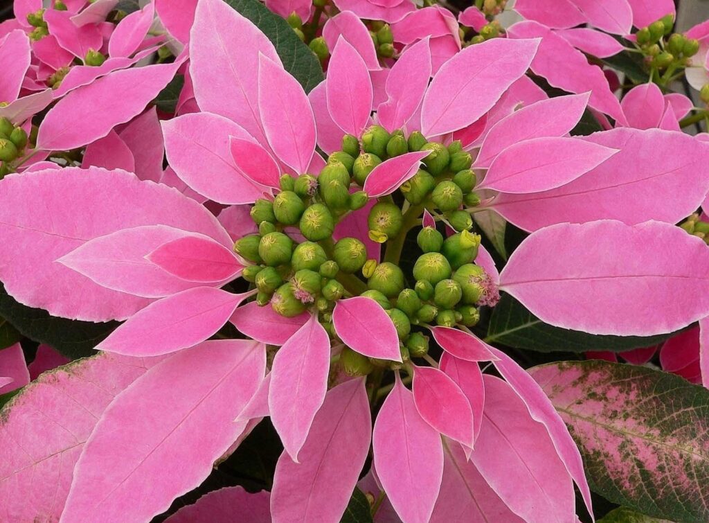 Vibrant Pink Poinsettia Close-Up Wallpaper with Lush Green Buds