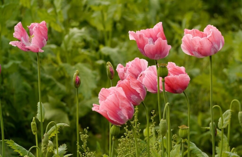 Delicate Pink Poppies Wallpaper: Vibrant Summer Landscape Background